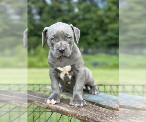Medium Photo #7 American Bully Puppy For Sale in BEULAVILLE, NC, USA