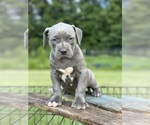 Small #6 American Bully