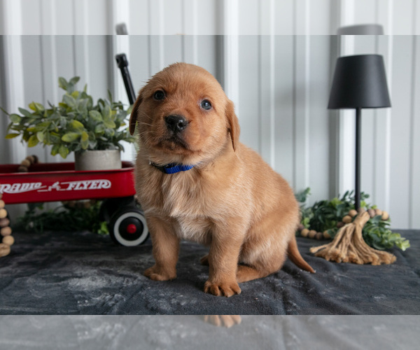 Medium Photo #2 Golden Labrador Puppy For Sale in BEACH CITY, OH, USA