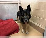 Small German Shepherd Dog