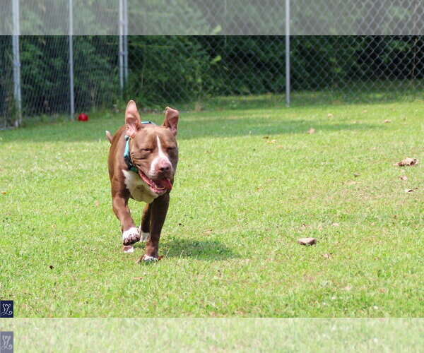 Medium Photo #8 American Pit Bull Terrier-Unknown Mix Puppy For Sale in Lockport, NY, USA