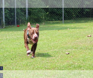 Goose - Male American Pit Bull Terrier-Unknown Mix Dog for Adoption - Photo #8