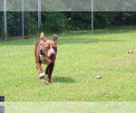 Small #7 American Pit Bull Terrier Mix