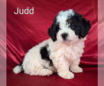 Puppy Judd Bernedoodle (Miniature)