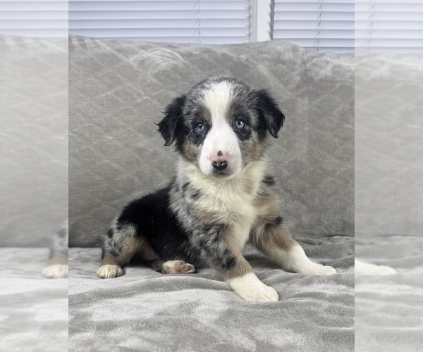 Medium Photo #4 Australian Shepherd Puppy For Sale in SALISBURY, NC, USA