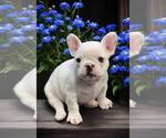 Small Photo #7 French Bulldog Puppy For Sale in WILDOMAR, CA, USA