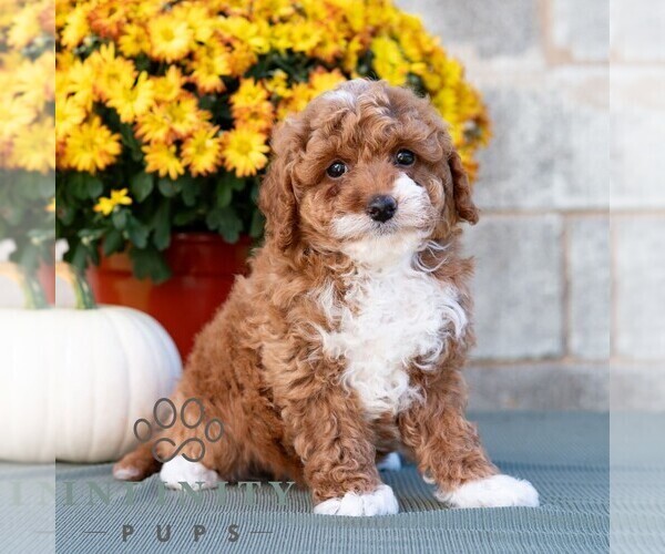 Medium Photo #4 Poodle (Miniature) Puppy For Sale in DORNSIFE, PA, USA