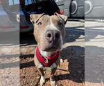 Small #2 American Pit Bull Terrier Mix