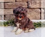 Small #2 Cavapoo