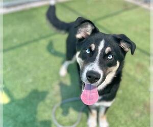 Australian Shepherd-Siberian Husky Mix Dogs for adoption in Grand Prairie, TX, USA