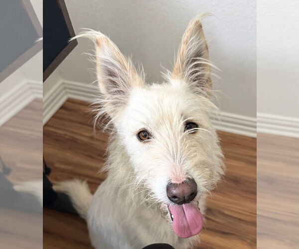 Medium Photo #6 Mutt Puppy For Sale in Euless, TX, USA