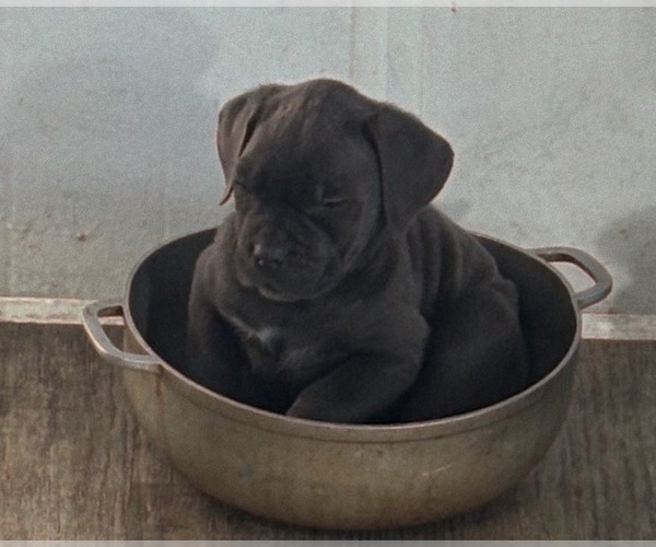 Medium Photo #1 Cane Corso Puppy For Sale in POUGHKEEPSIE, NY, USA