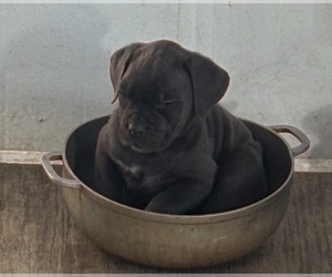 Cane Corso Puppy for sale in POUGHKEEPSIE, NY, USA