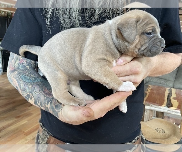 Medium Photo #6 American Bully Puppy For Sale in SOMERSET, KY, USA