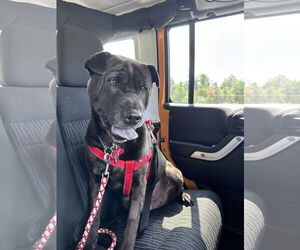 Chinese Shar-Pei Dogs for adoption in Prescott, Ontario, Canada