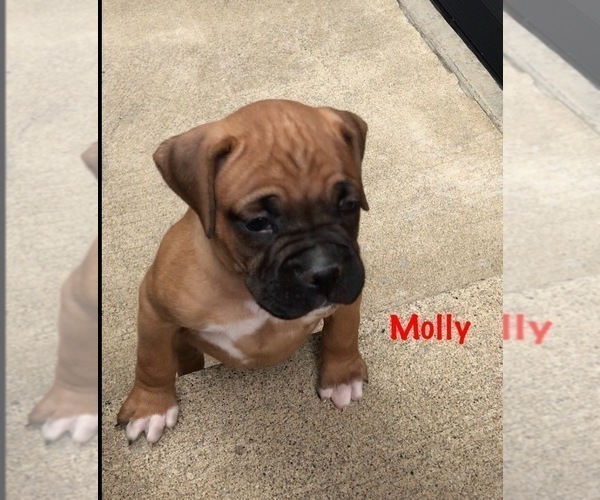 Medium Photo #3 Boxer Puppy For Sale in APPLE CREEK, OH, USA