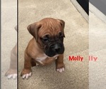 Small #2 Boxer