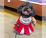 Small Photo #1 Poodle (Toy) Puppy For Sale in RICHMOND HILL, GA, USA