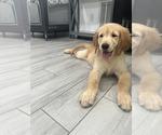 Puppy Shakira Golden Retriever