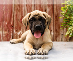 Puppy Hester Mastiff