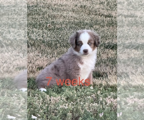 Medium Photo #1 Australian Shepherd Puppy For Sale in LOMA, CO, USA