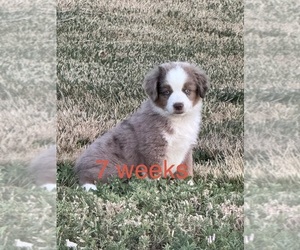 Medium Australian Shepherd