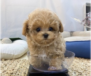 Maltipoo Puppy for sale in SOUTHFIELD TOWNSHIP, MI, USA