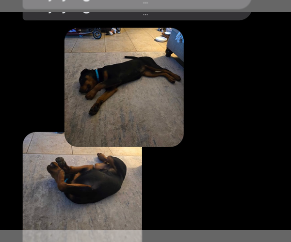 Medium Photo #8 Rottweiler Puppy For Sale in Gilbert, AZ, USA