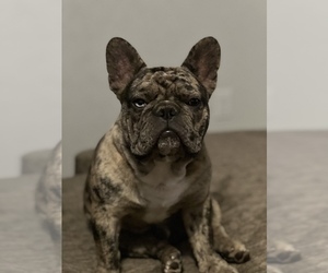 French Bulldog Puppy for sale in MIDLAND, TX, USA