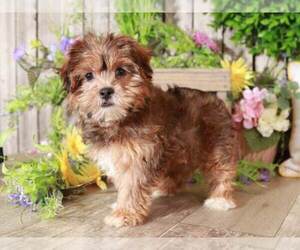 Yorkshire Terrier Puppy for sale in MOUNT VERNON, OH, USA