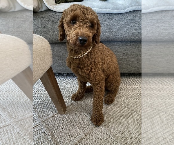 Medium Photo #1 Bernedoodle (Miniature) Puppy For Sale in SACRAMENTO, CA, USA
