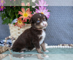 Small Photo #19 Miniature Australian Shepherd Puppy For Sale in CLARE, MI, USA