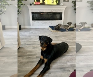 Father of the Great Dane-Rottweiler Mix puppies born on 07/14/2025