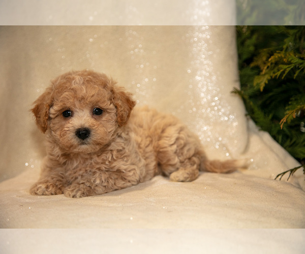 Medium Photo #3 Bichpoo Puppy For Sale in LEOLA, PA, USA
