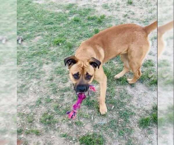 Medium Photo #8 Boxer-Unknown Mix Puppy For Sale in Evansville, IN, USA