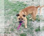 Small #7 Boxer Mix
