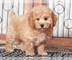 Poochon Puppy for sale in NAPLES, FL, USA