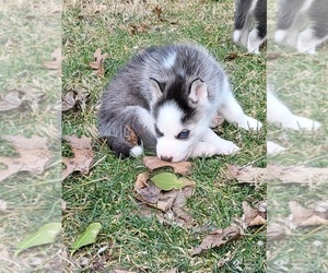 Siberian Husky Puppy for sale in BELLEVIEW, MO, USA