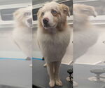 Small #2 Australian Shepherd Mix
