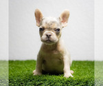Small Photo #15 French Bulldog Puppy For Sale in DANIA, FL, USA