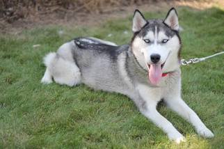 Mother of the Siberian Husky puppies born on 08/08/2017