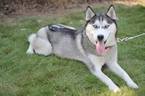 Small Photo #1 Siberian Husky Puppy For Sale in WAUSAU, WI, USA