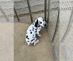 Puppy Mogley M4 Dalmatian
