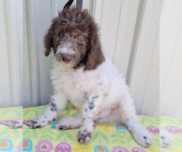 Medium Photo #2 Poodle (Standard)-Unknown Mix Puppy For Sale in Mountain View, MO, USA