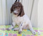 Small #1 Poodle (Standard) Mix