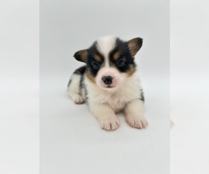 Pembroke Welsh Corgi Puppy for sale in FAIRBANK, IA, USA