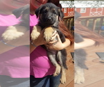 Small Photo #16 German Shepherd Dog Puppy For Sale in LAWRENCEBURG, TN, USA