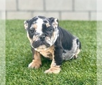 Small Photo #7 English Bulldog Puppy For Sale in UNIVERSAL CITY, CA, USA