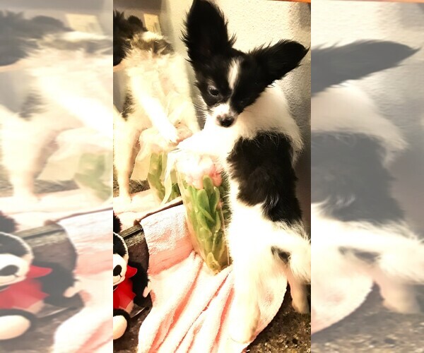 Medium Photo #20 Papillon Puppy For Sale in CHEYENNE, WY, USA