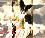Small #9 Papillon